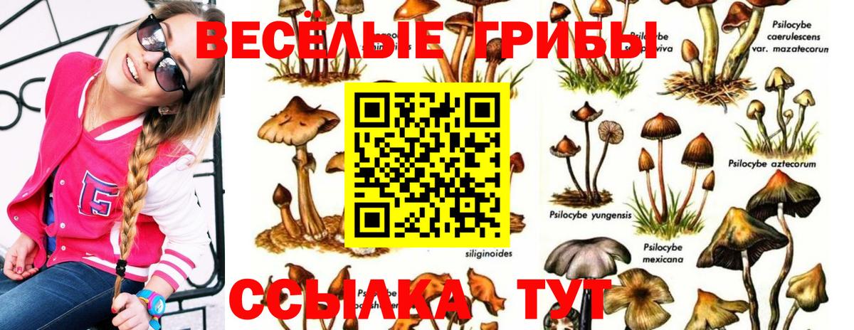 Заинск  сколько стоит  Вход с VPN  Псилоцибиновые грибы Magic Shrooms  Галлюциногенные грибы прущие грибы 